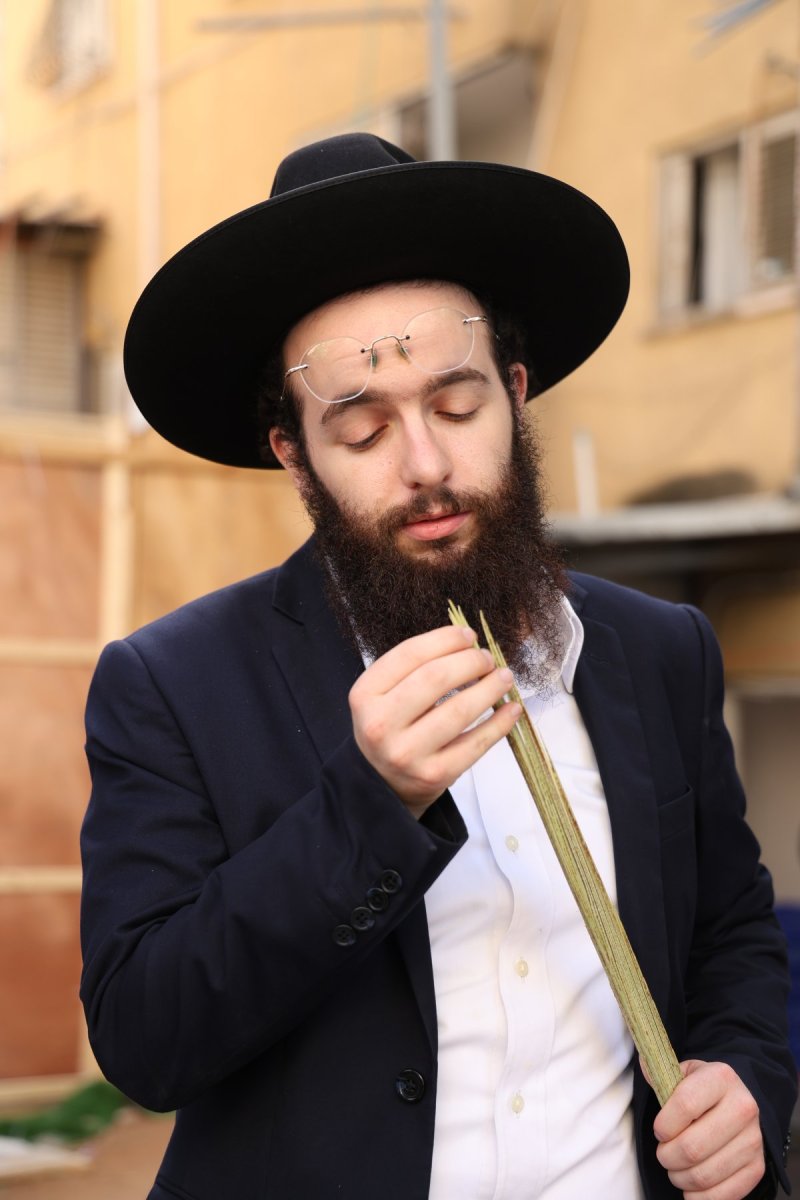 נתי פרל