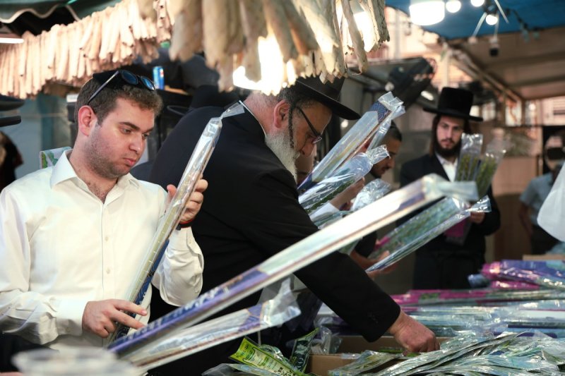 נתי פרל
