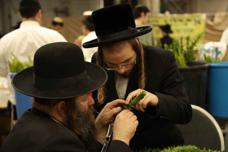 נתי פרל