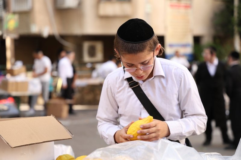 נתי פרל