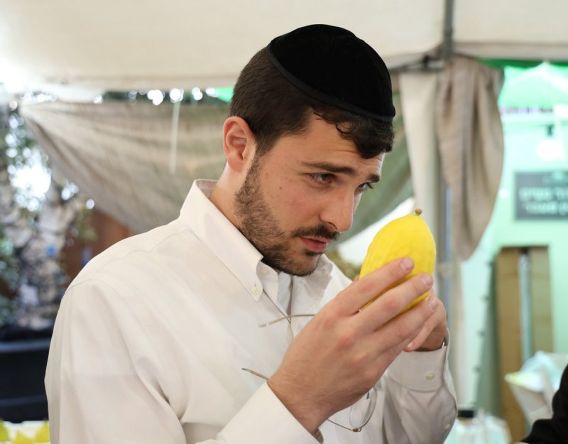 נתי פרל