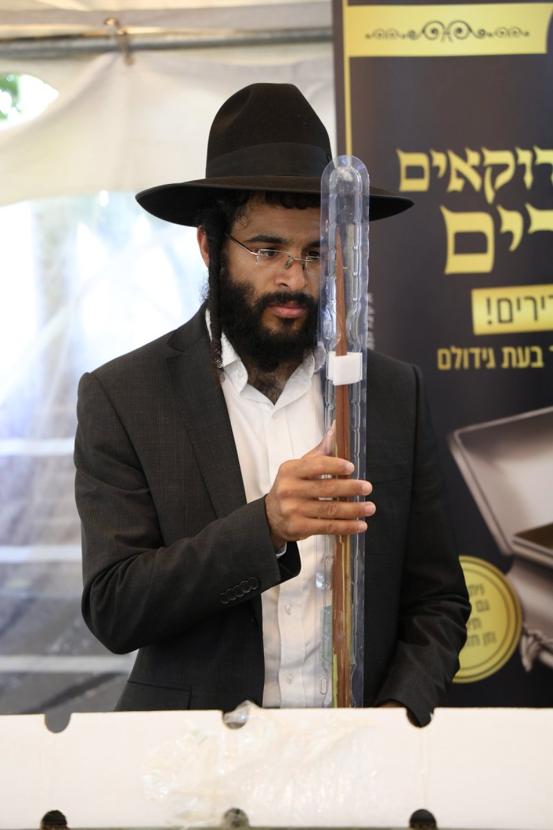 נתי פרל