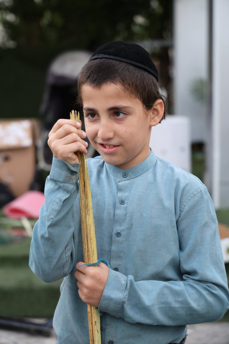 נתי פרל