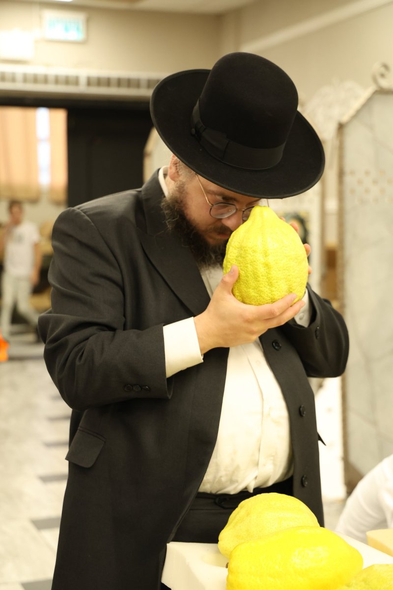 נתי פרל