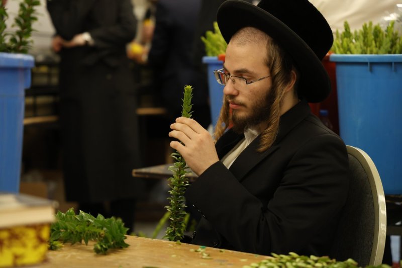 נתי פרל