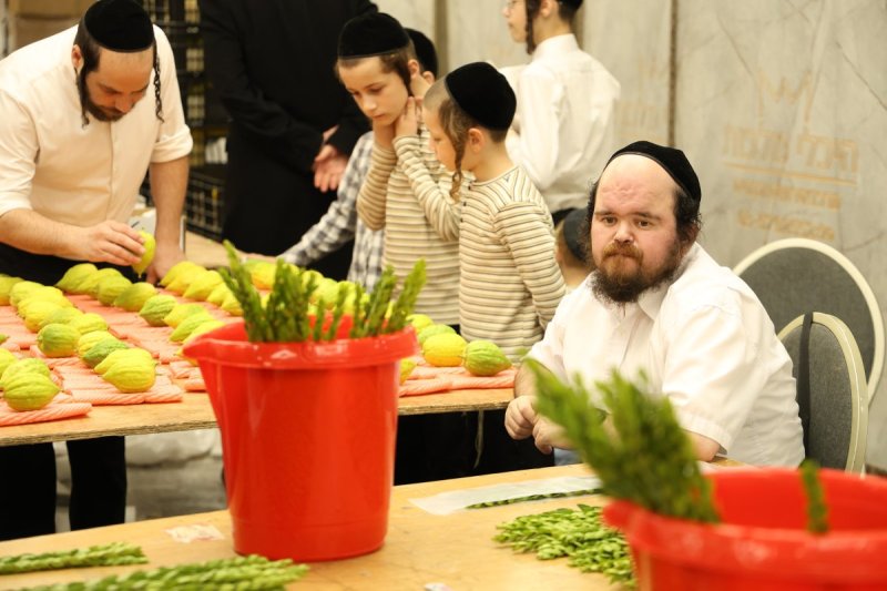 נתי פרל