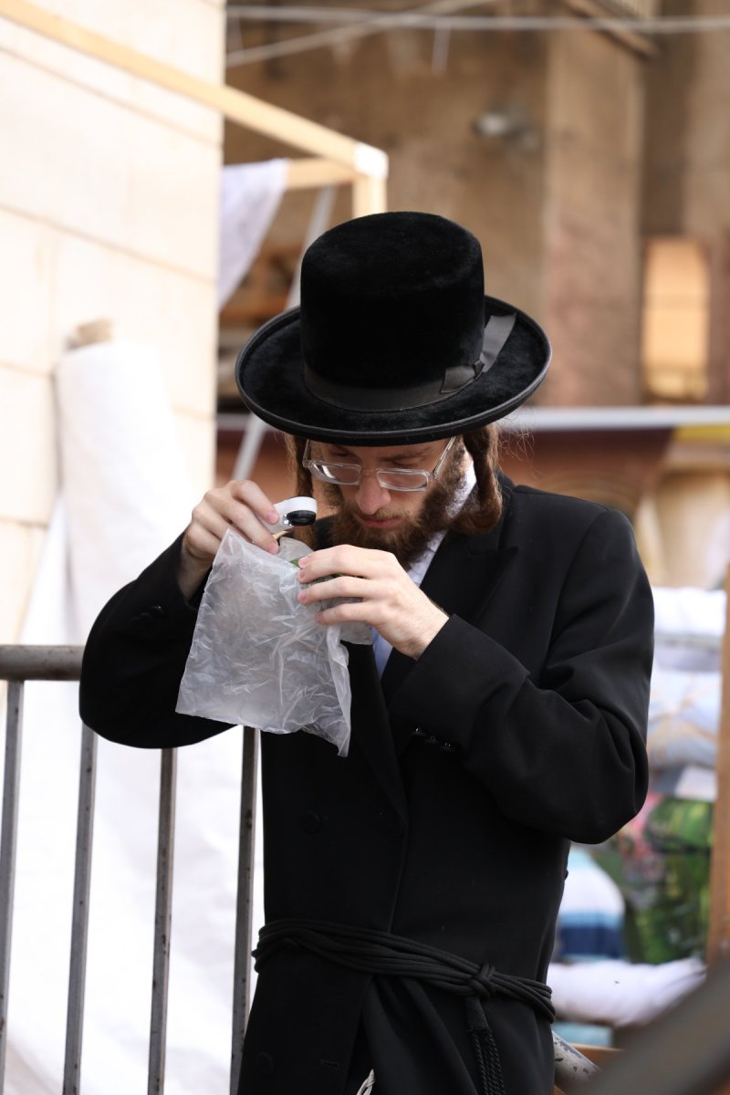 נתי פרל