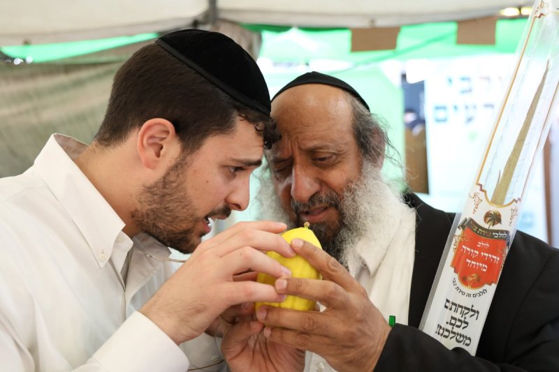 נתי פרל