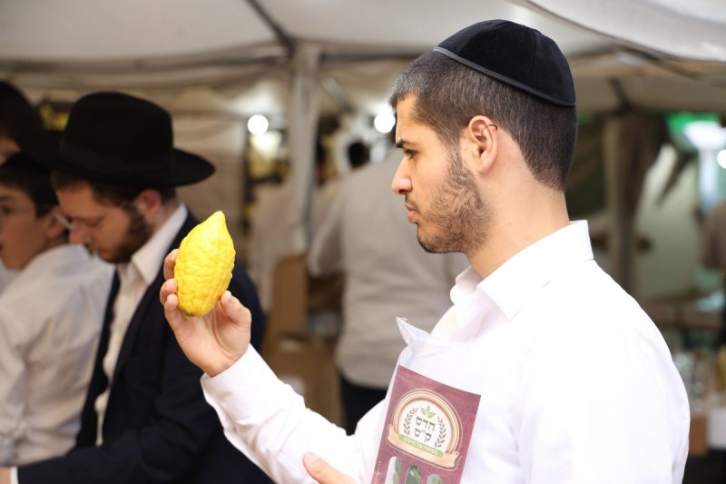 נתי פרל