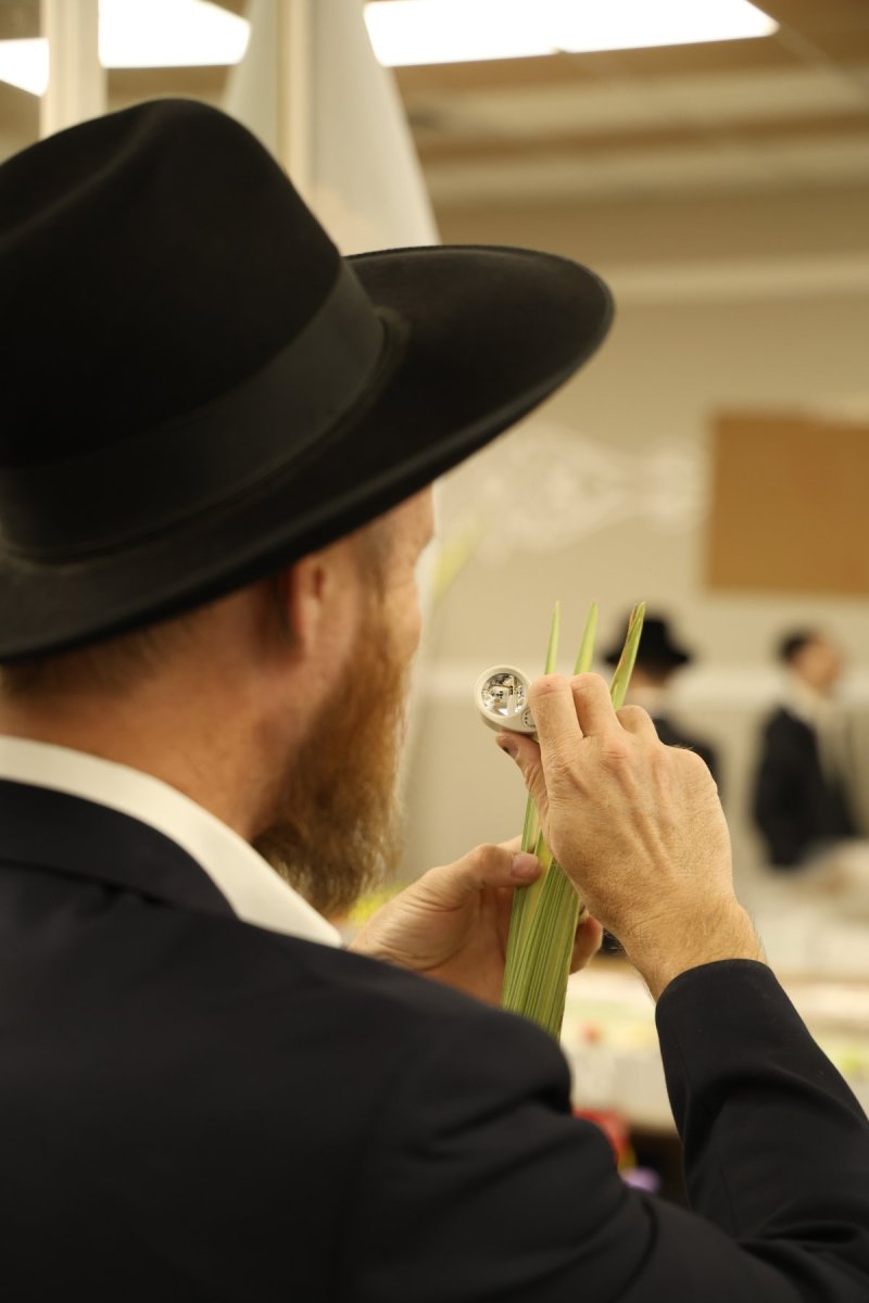 נתי פרל