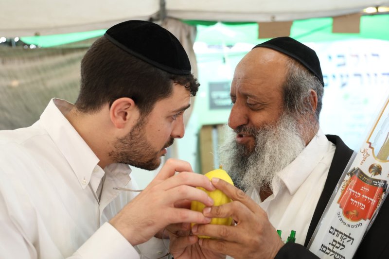 נתי פרל
