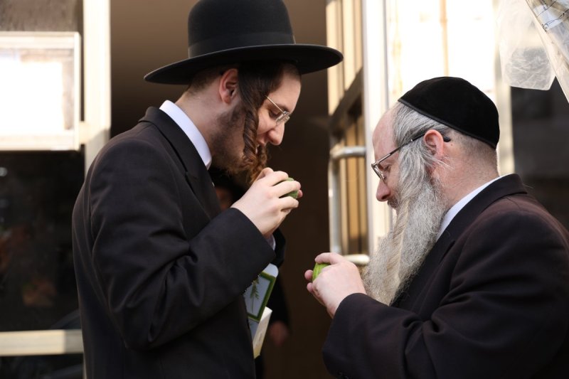 נתי פרל