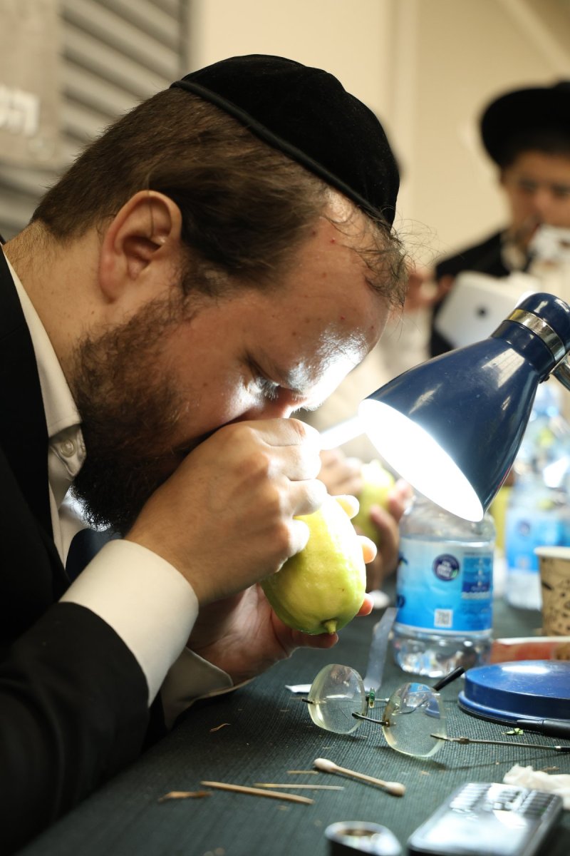 נתי פרל