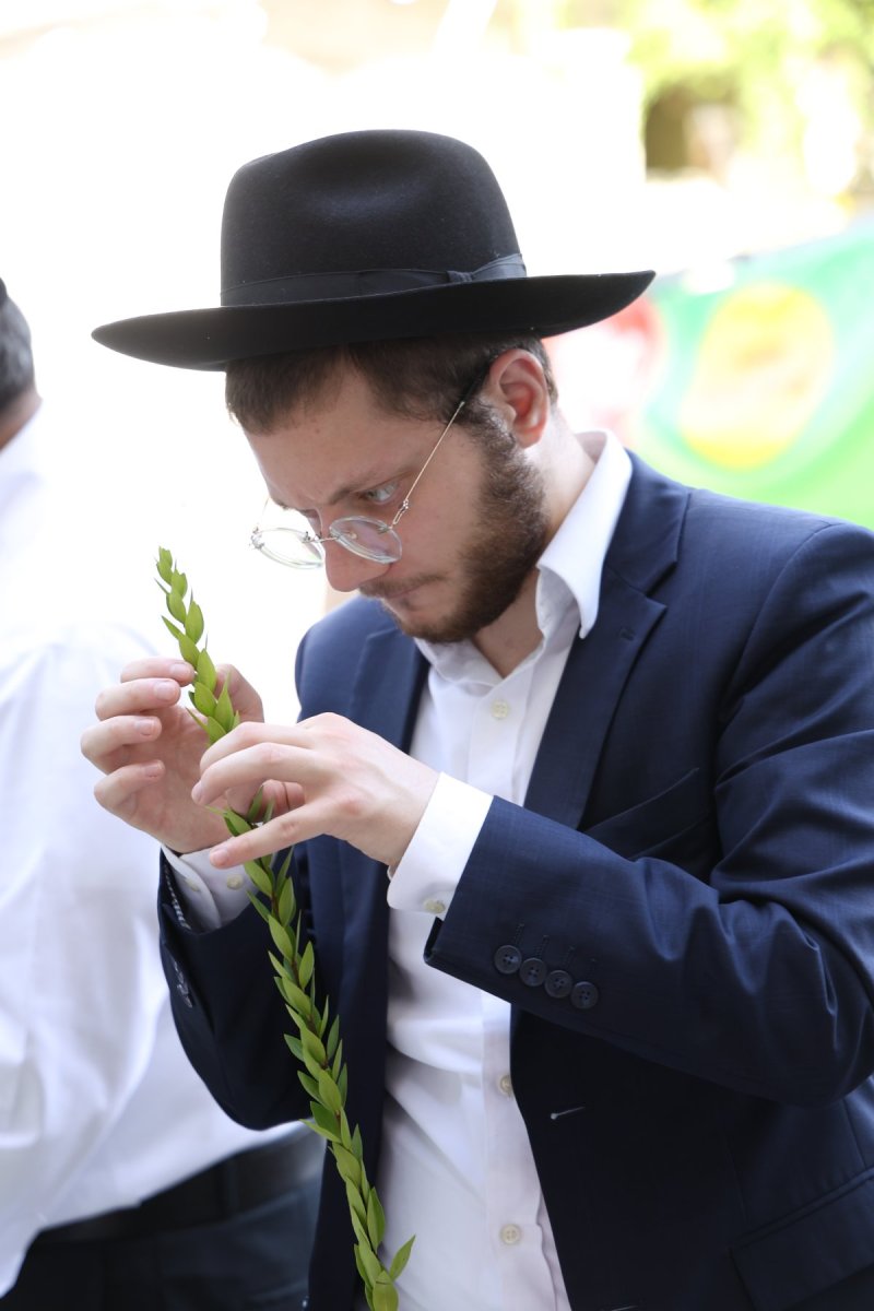 נתי פרל