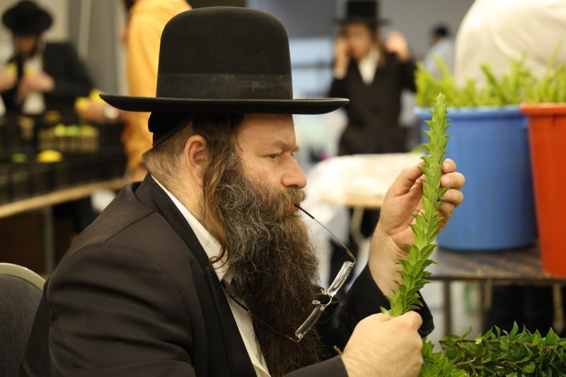 נתי פרל