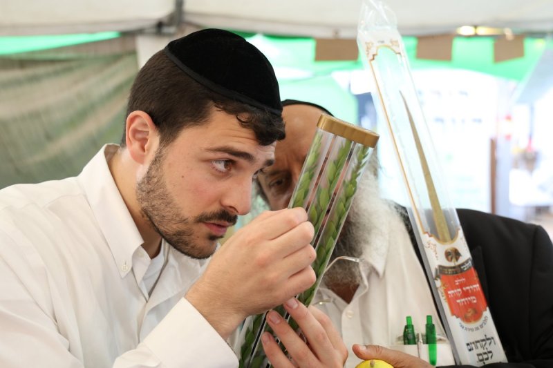 נתי פרל