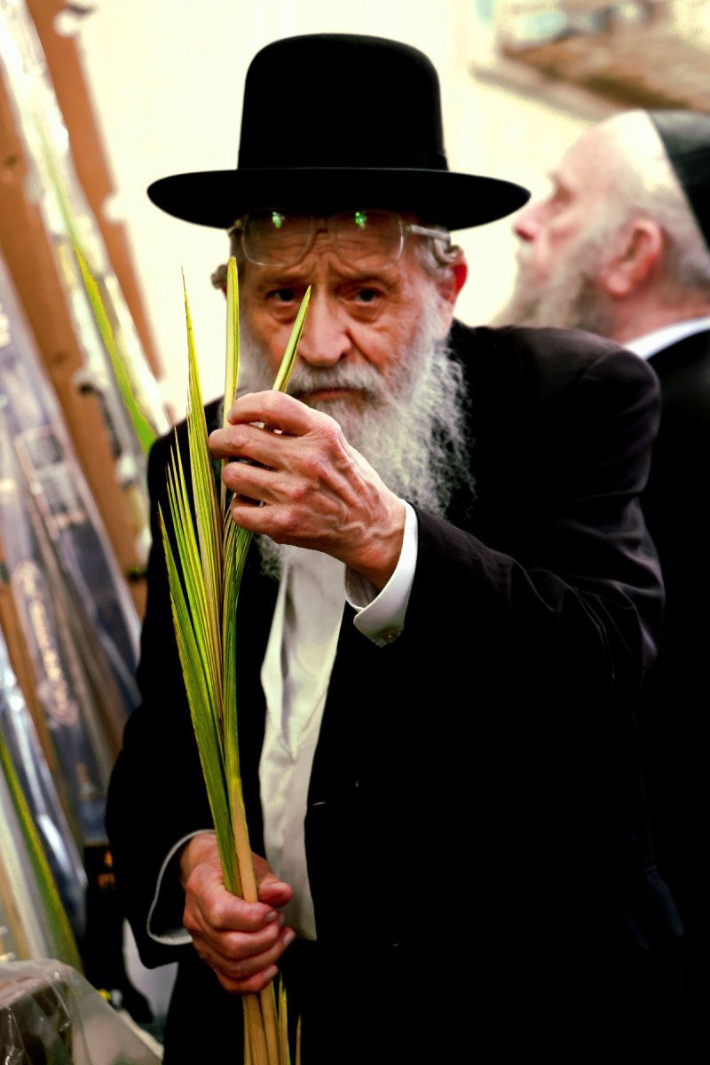 נתי פרל