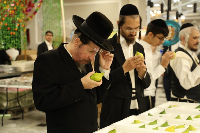 נתי פרל