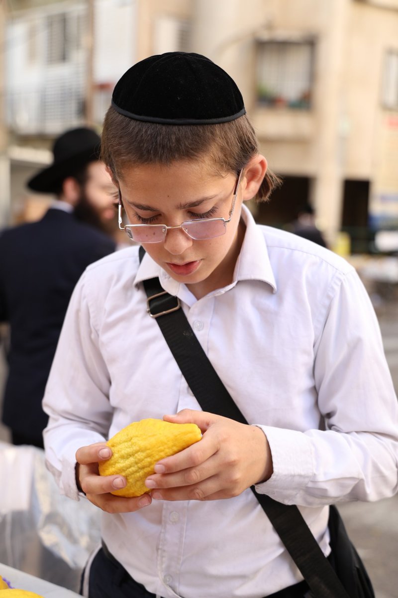 נתי פרל