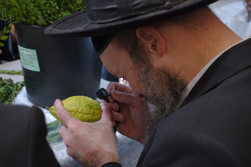 שמעון ל.