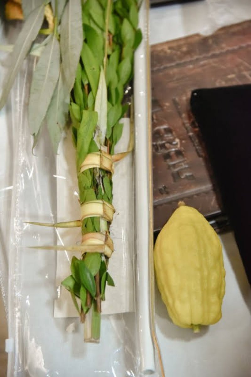 לוי נזארוב