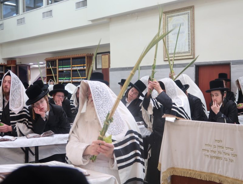 דוד ארזני וארי קופרשטוק