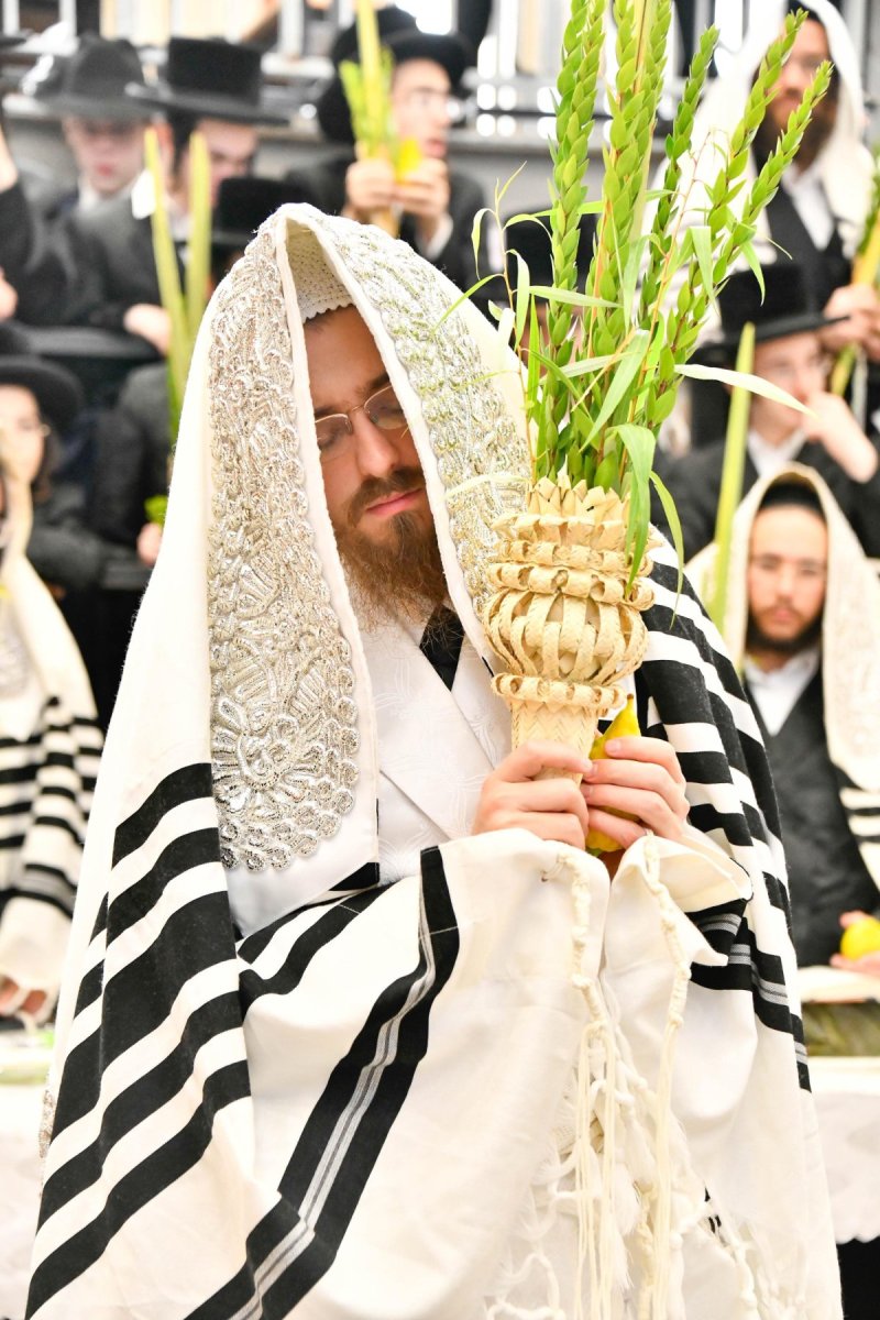 שוקי לרר