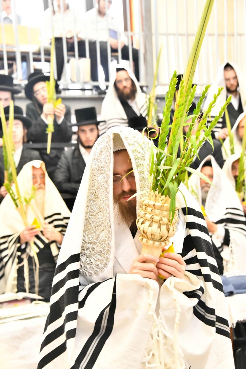 שוקי לרר