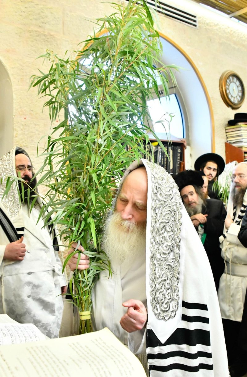 שוקי לרר