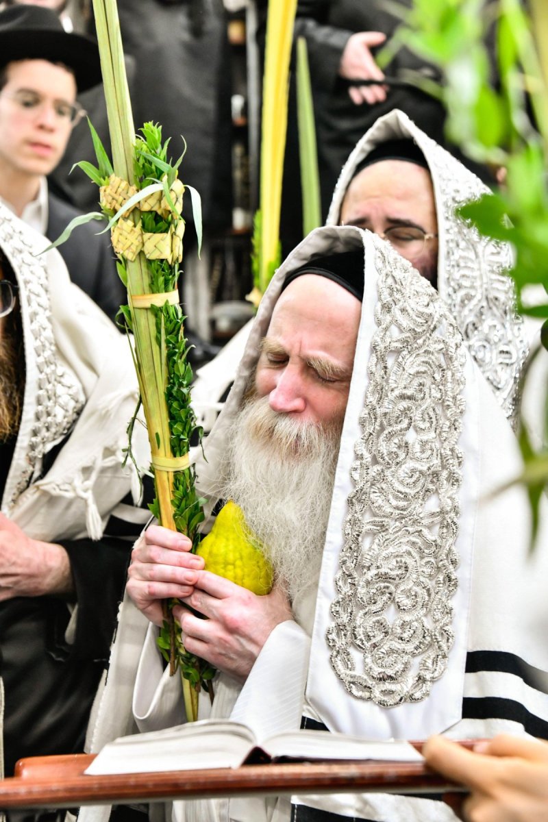 שוקי לרר