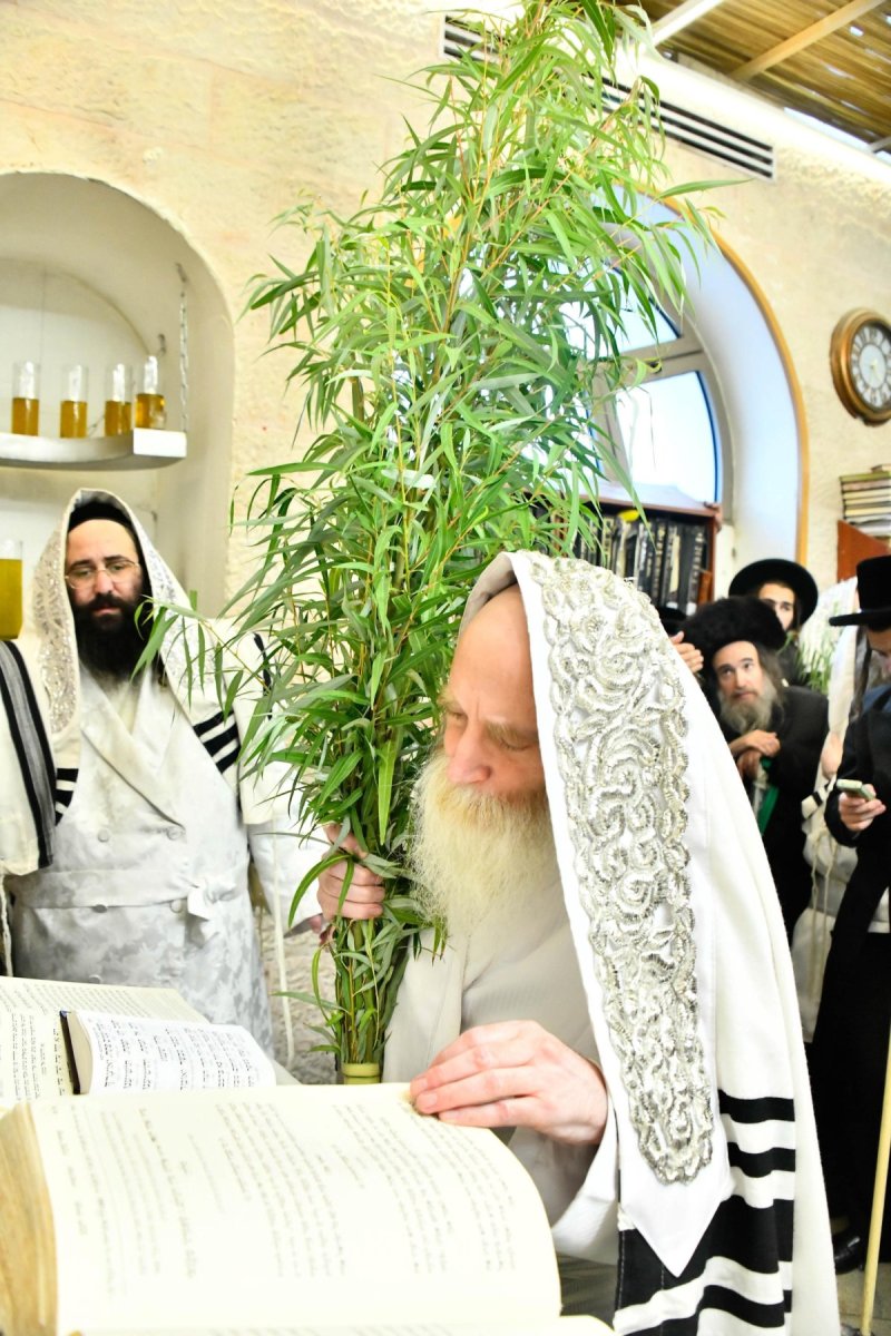 שוקי לרר