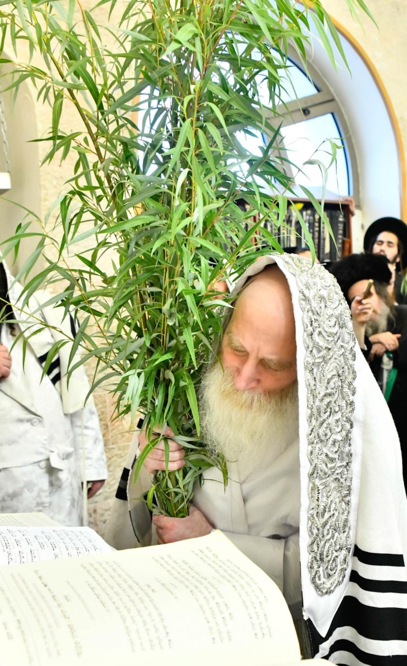 שוקי לרר