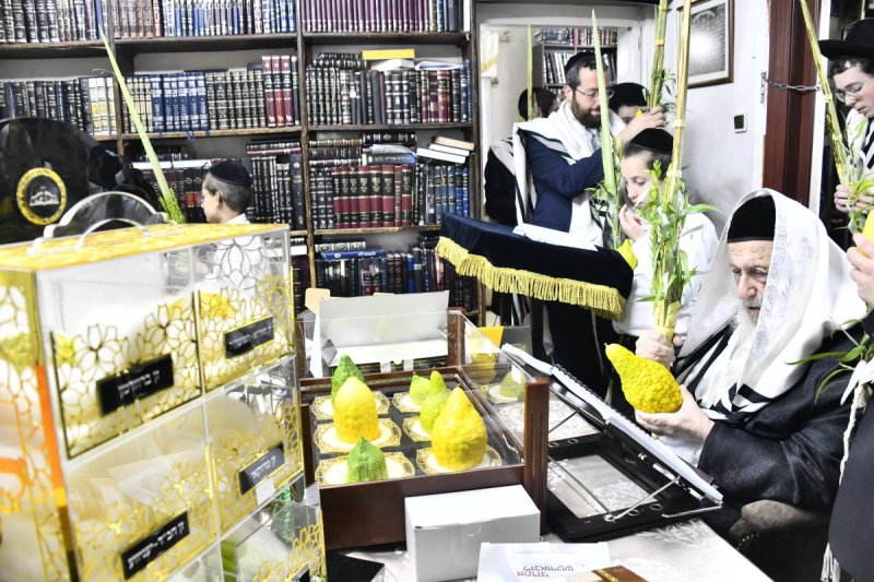 שוקי לרר
