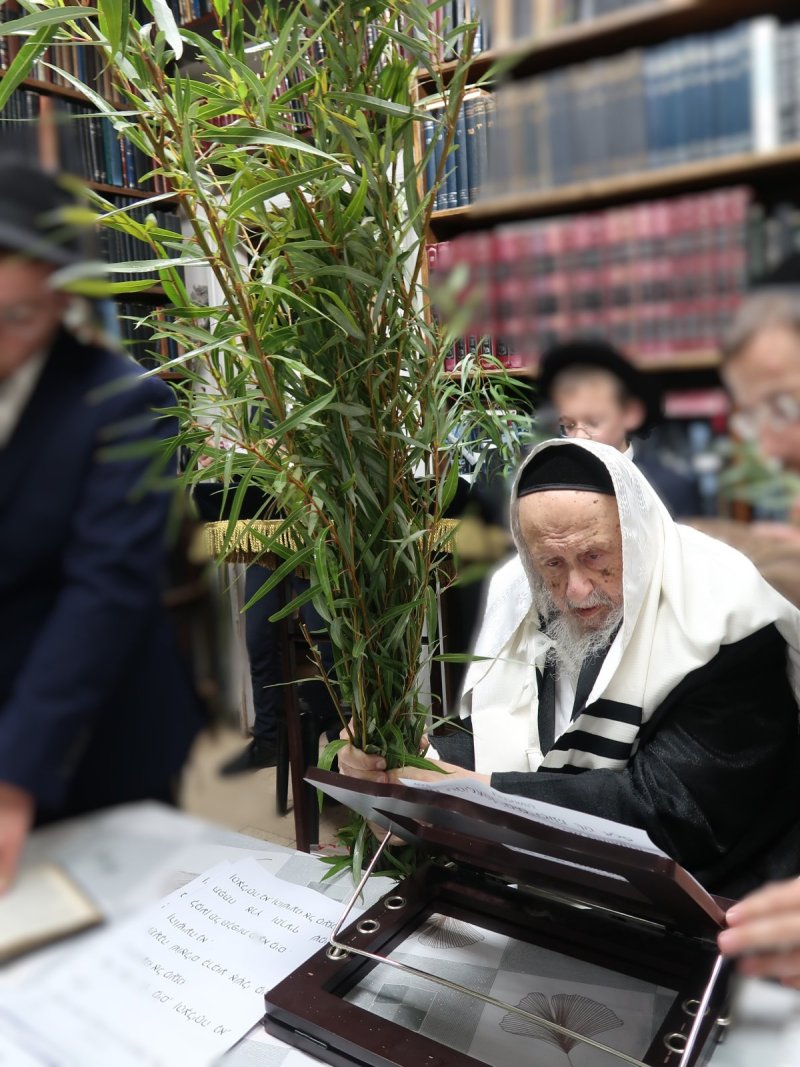 שוקי לרר
