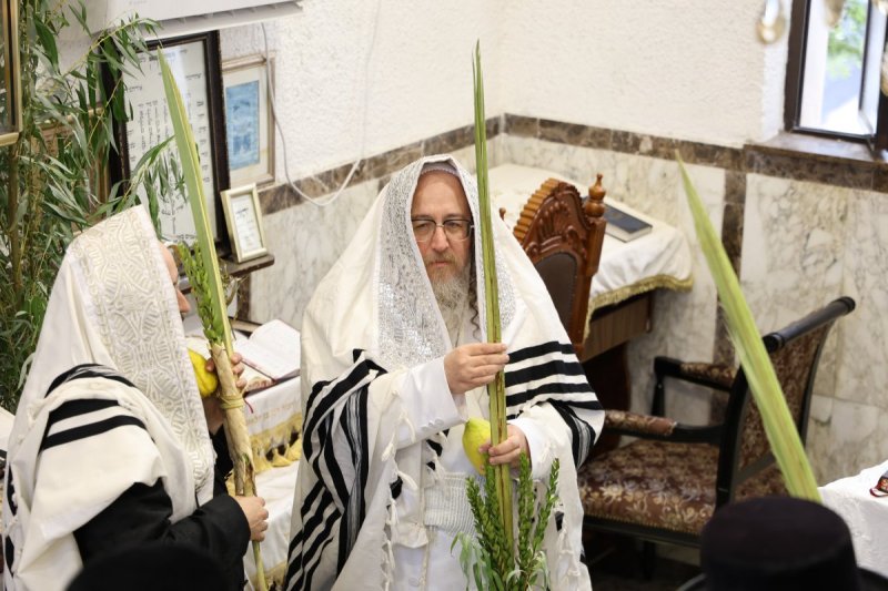 נתי אמרגי