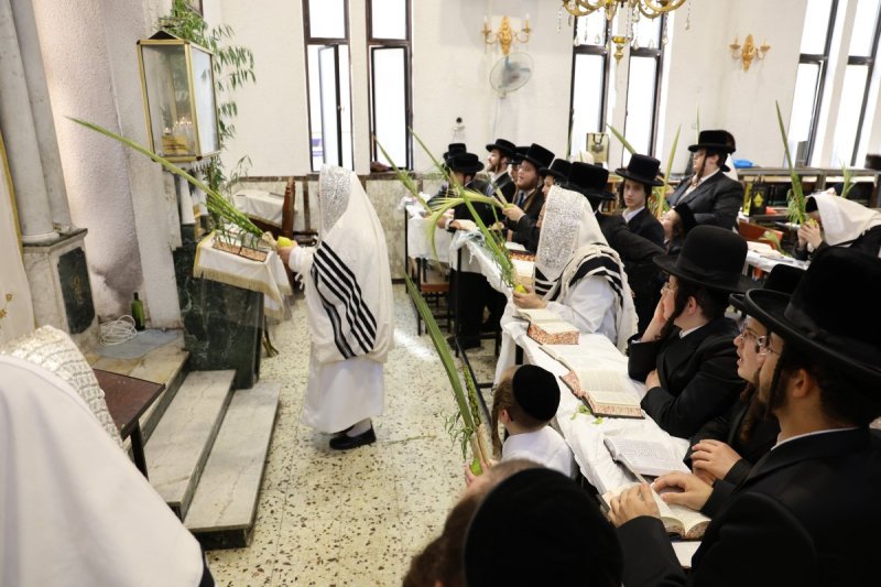 נתי אמרגי