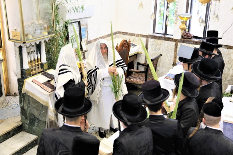 נתי אמרגי