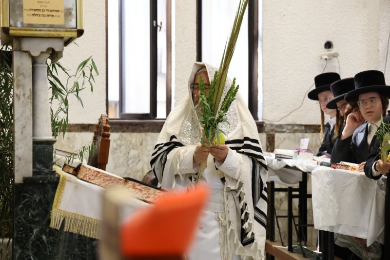 נתי אמרגי