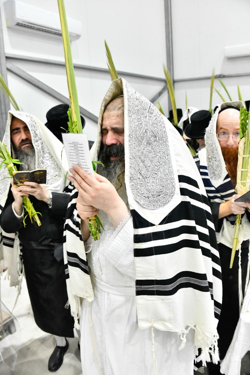 שוקי לרר