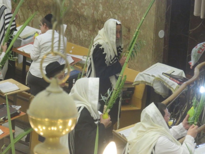 נתי פרל