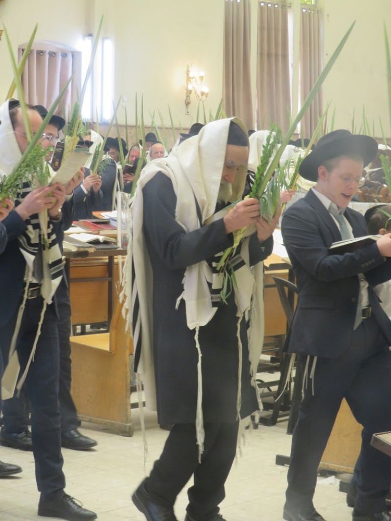 נתי פרל