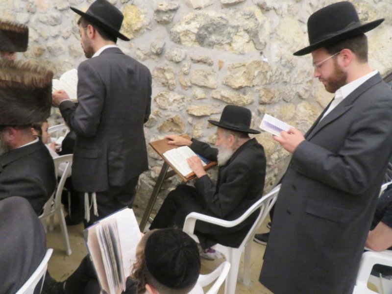 נתי פרל