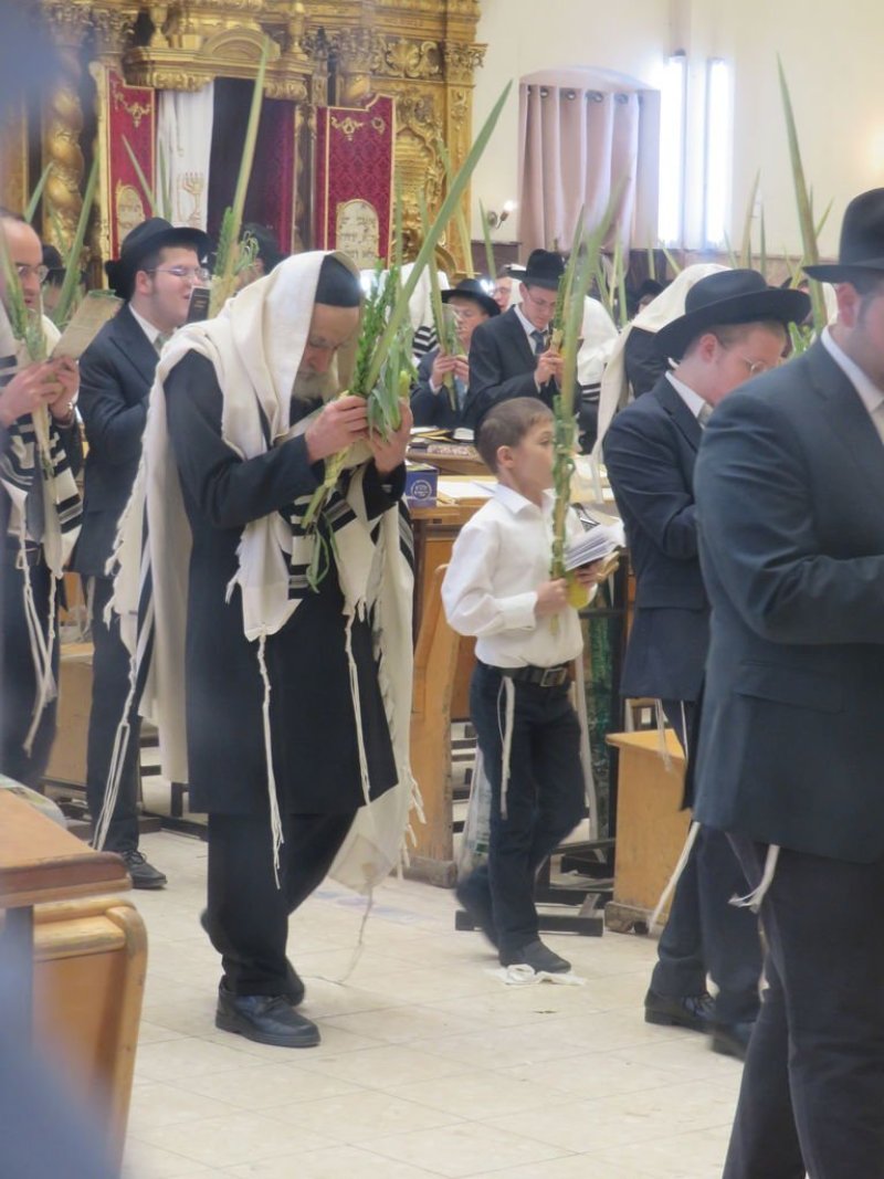 נתי פרל