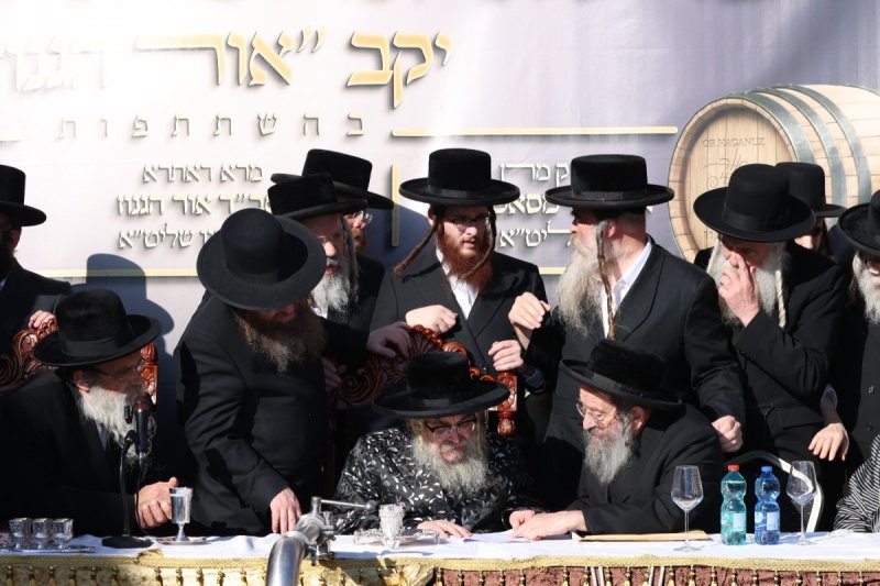 דוד כהן