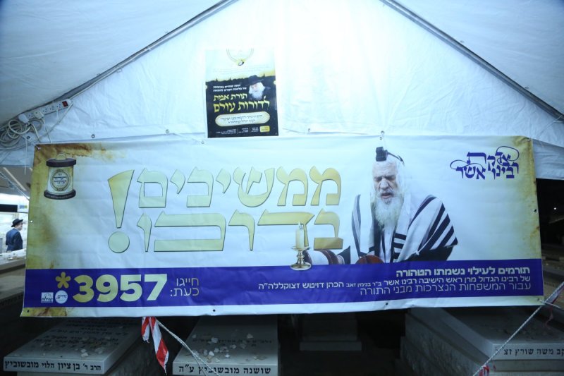 דוד קשת