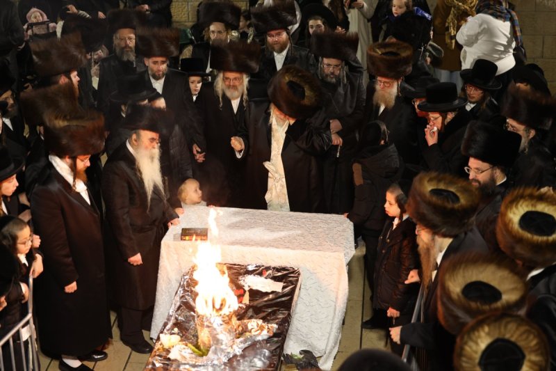 דוד כהן