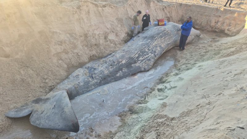 אביתר בן ארי רשות הטבע והגנים / אמנון זיו קב"ט מ.א חוף אשקלון
