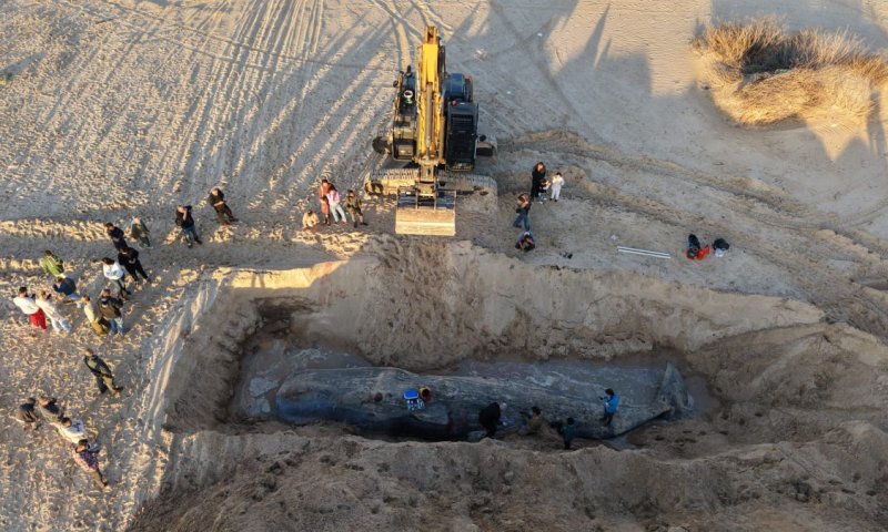מה גרם למותו של הלוויתן שנסחף לחוף זיקים? | תיעודים מנתיחת הגופה בשטח