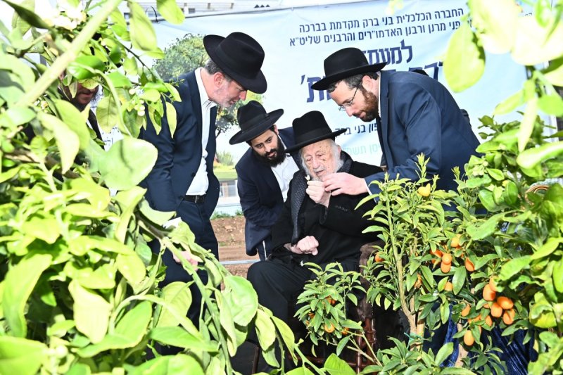 שוקי לרר