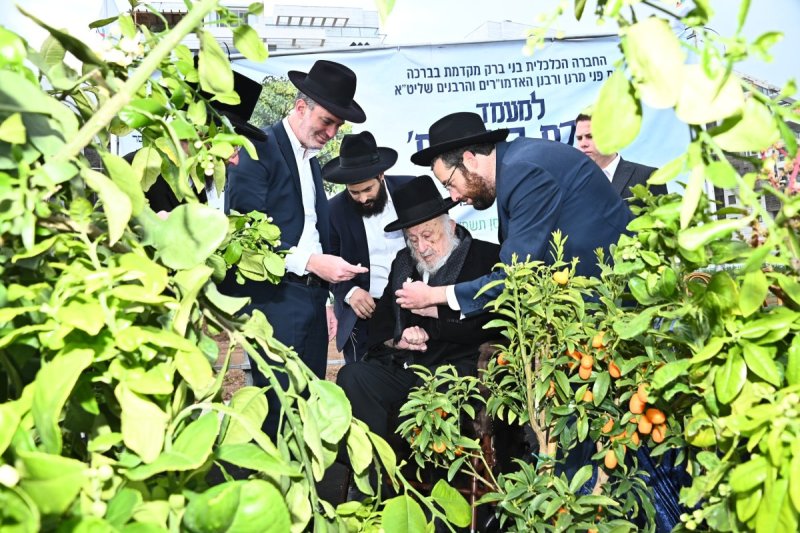 שוקי לרר